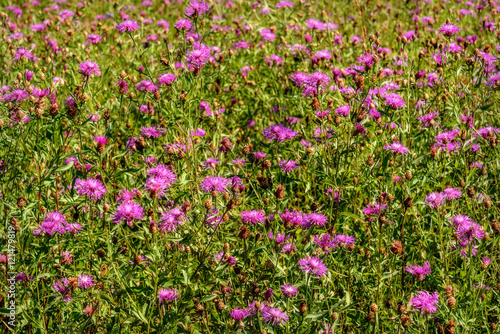 pink cornflowers wild flowers meadow