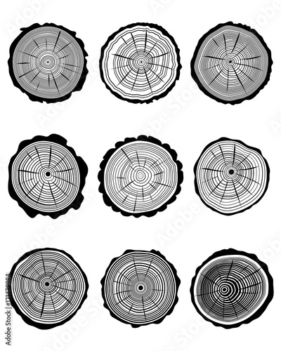 Set of cross section of trunks, vector illustration