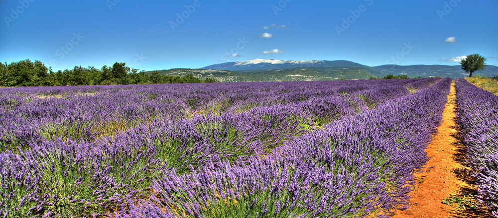 Fotobehang Lavendelveld in de Luberon - Provence #121480054