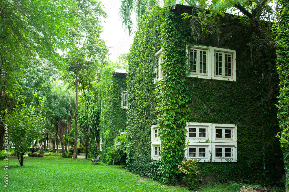 White window covered with green ivy White window covered with green ivy