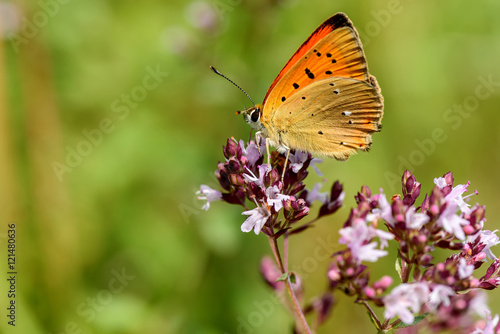 butterfly flower closeup Lycaena virgaureae