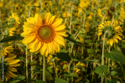 sunflower flower closeup yellow