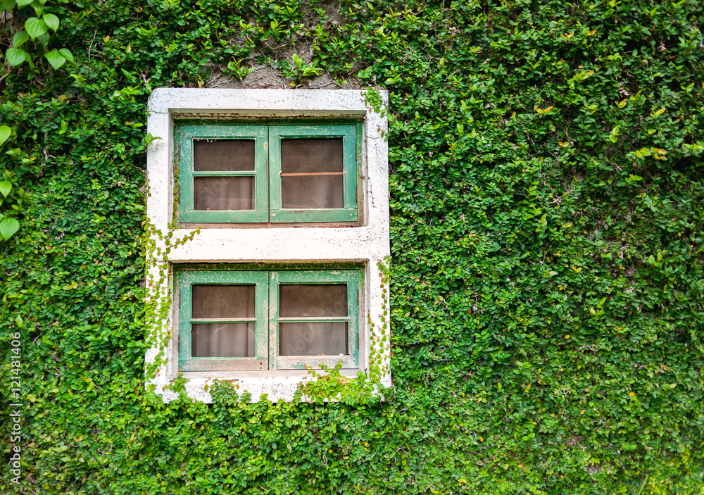White window covered with green ivy