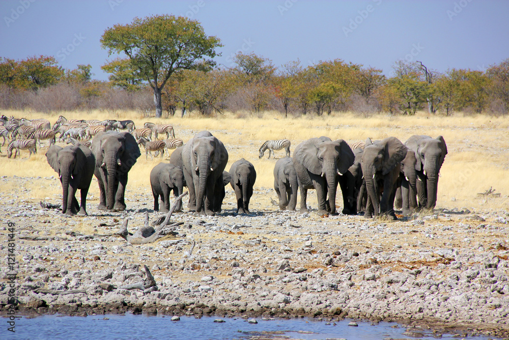 Obraz premium Herd of elephants approaching at waterhole