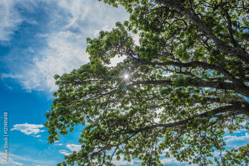 sunlight peering through the leaves of a big tree with a blue sky in the background