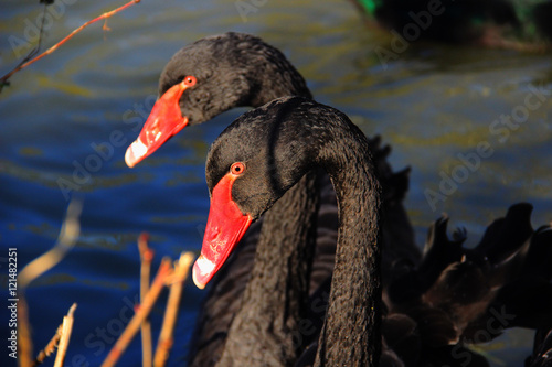 Two black swans close-up © petrfrommoravia