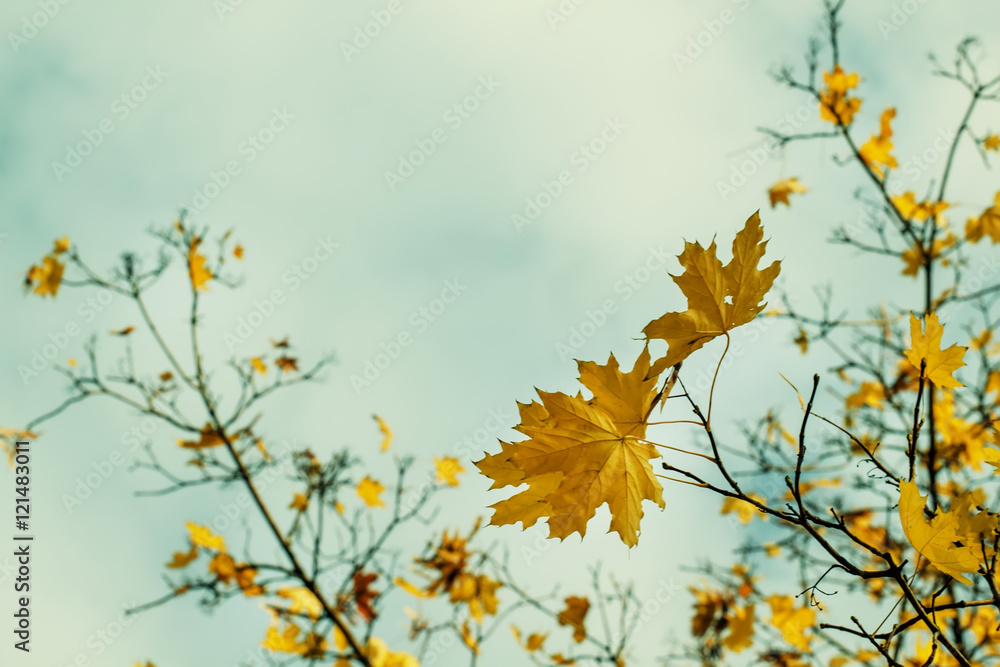Natural autumn background with yellow maple leaves, selective fo