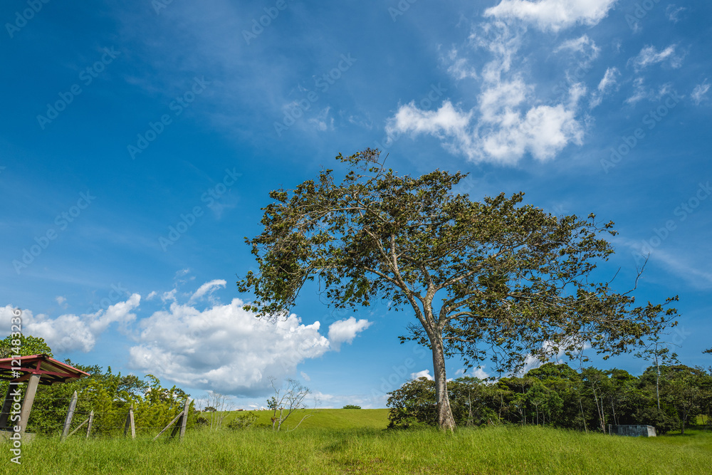 a lone tree in a field of green against a blue sky backdrop