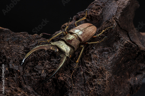 Golden Stag Beetle Dried