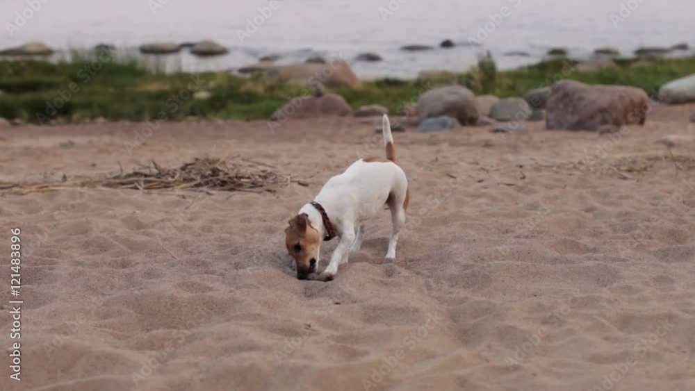 Jack Russell Dog Playing With a Stick on the Beach