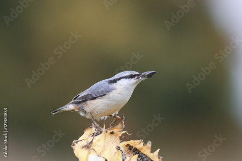 bird grey nuthatch on the flower of a sunflower seed in its beak