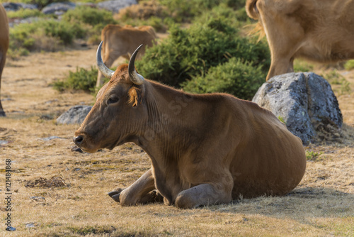 Vaca rubia gallega. © josfor