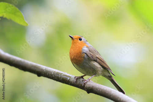bird Robin red breast sitting on a tree in autumn Park © nataba