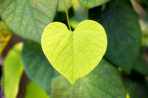 a green leaf formed like a heart