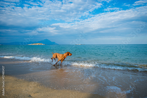 Dog playing at the beach on summer holidays