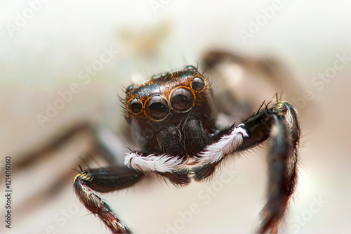 Adanson's House Jumper jumping spider (Hasarius adansoni) closeup head © naaimzerox2
