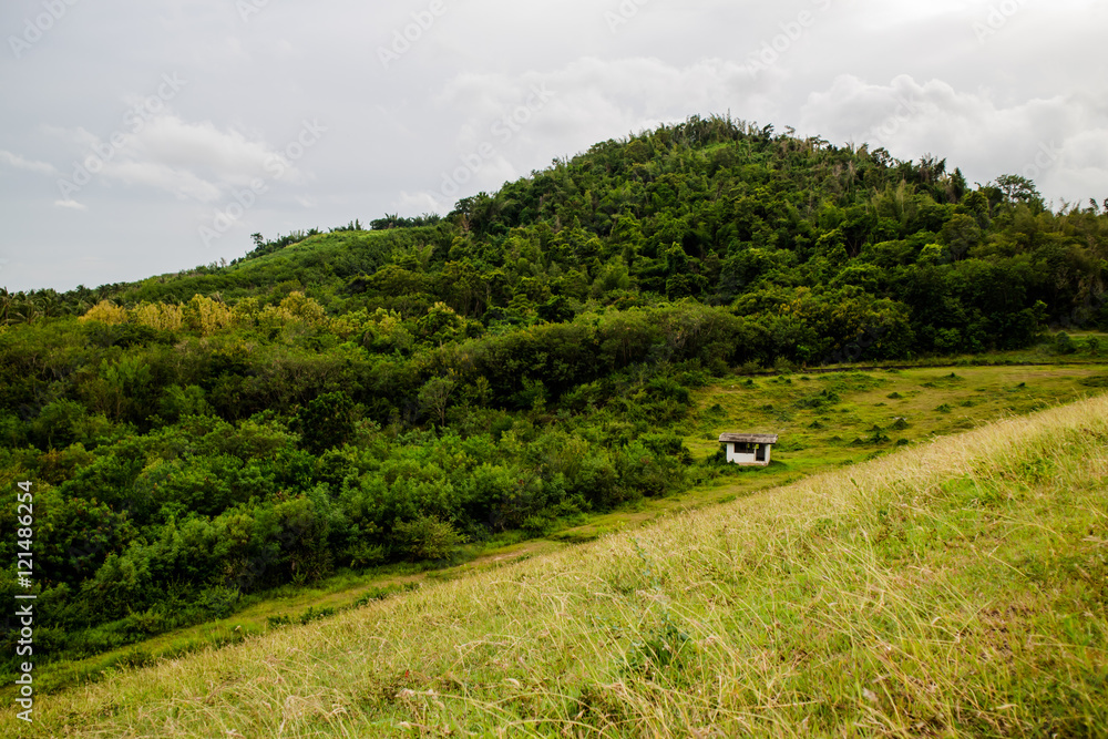 Obraz premium forest