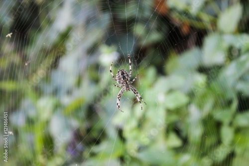 Spider on a spider web on blurred green background