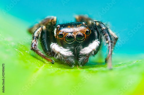 Adanson's House Jumper jumping spider (Hasarius adansoni) on a leaf © naaimzerox2