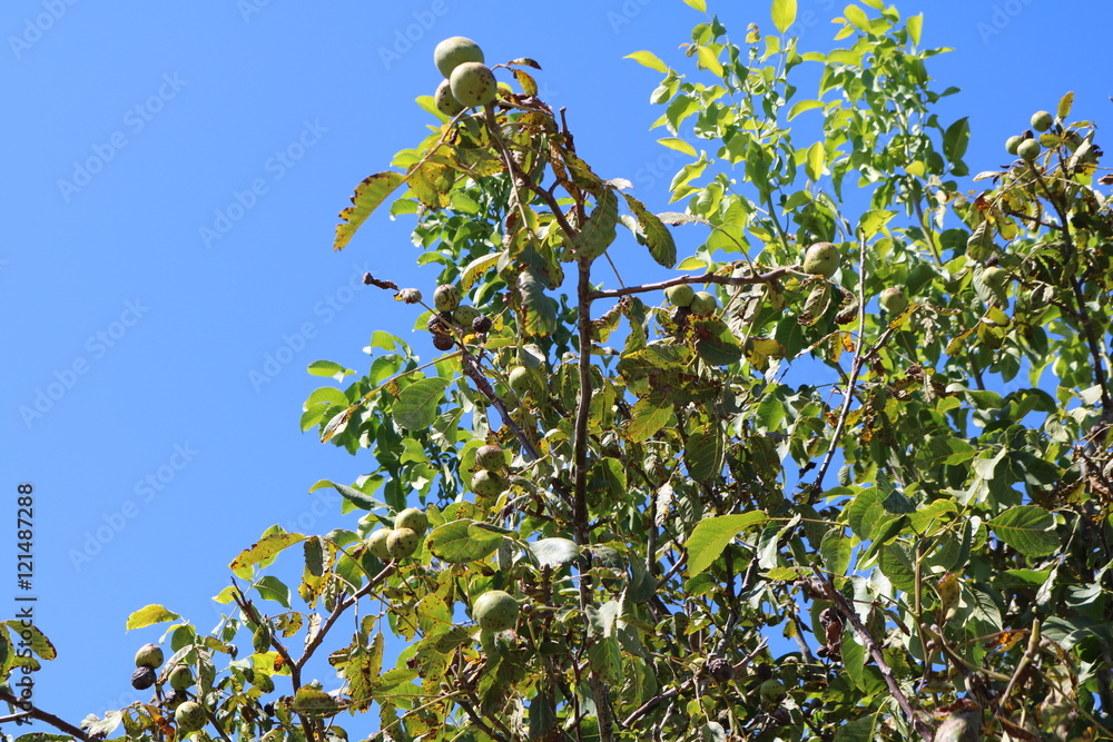 Walnut (Juglans regia) deciduous, thermophilic and photophilous walnut tree

