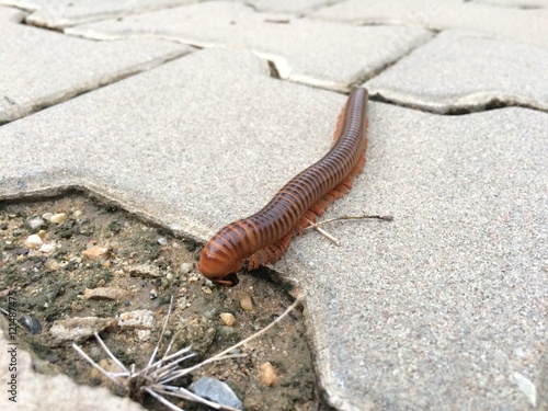 Millipede on sidewalks photo