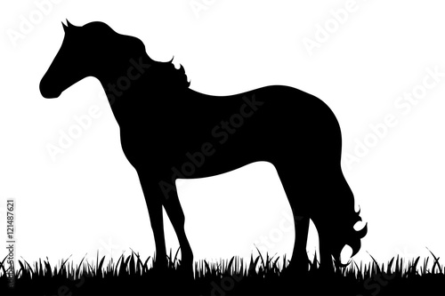 Vector silhouette of horse.