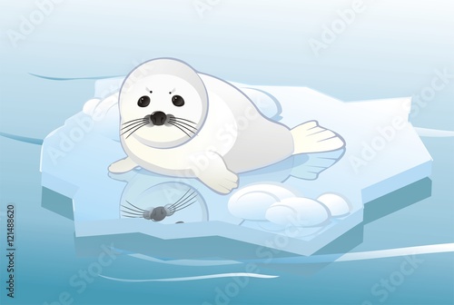 white young seal on ice floe