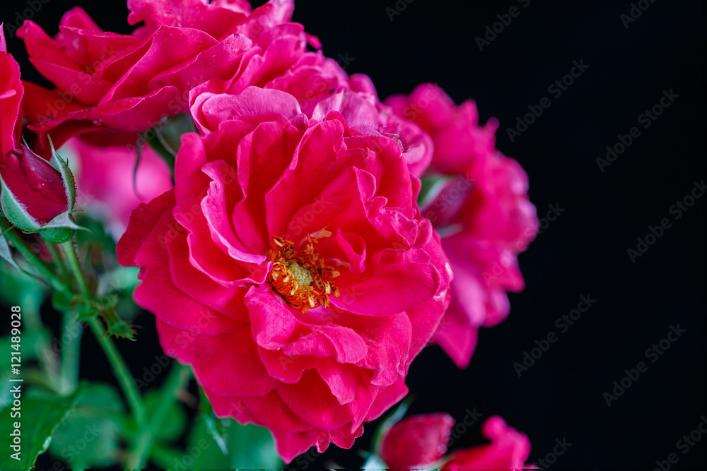 Champlain Rose, a shrub rose developed in Canada and part of the Explorer series of roses.
