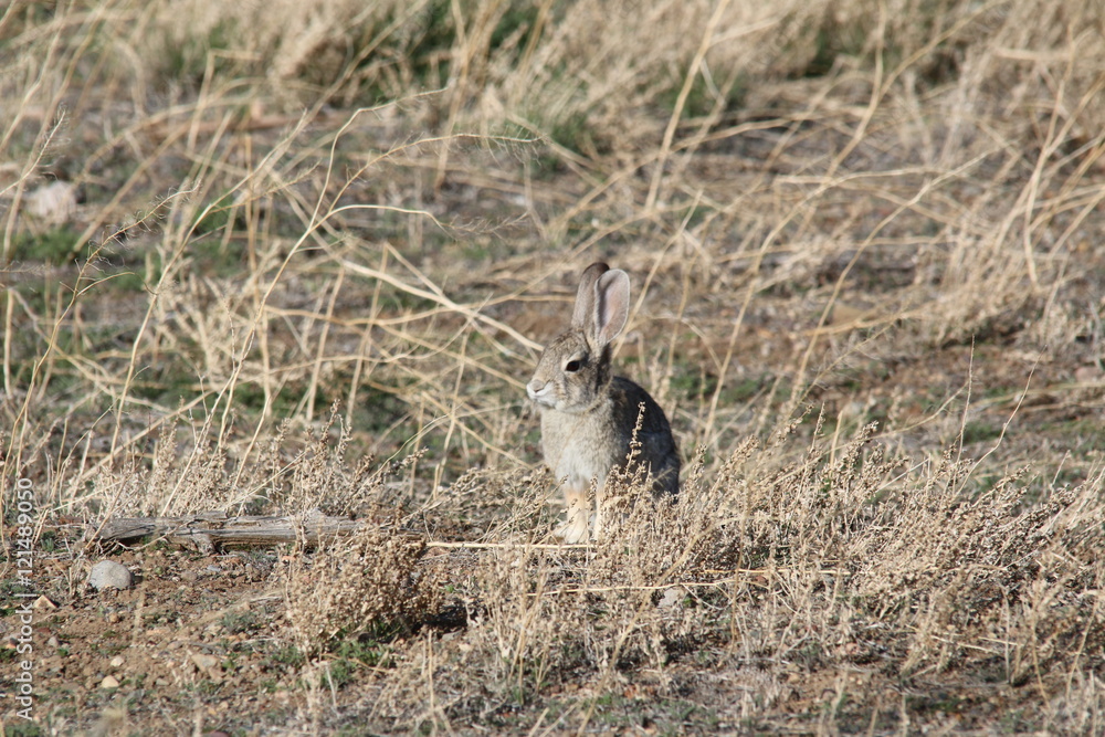Fototapeta premium the rabbit