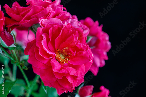 Fototapeta Naklejka Na Ścianę i Meble -  Champlain Rose, a shrub rose developed in Canada and part of the Explorer series of roses.