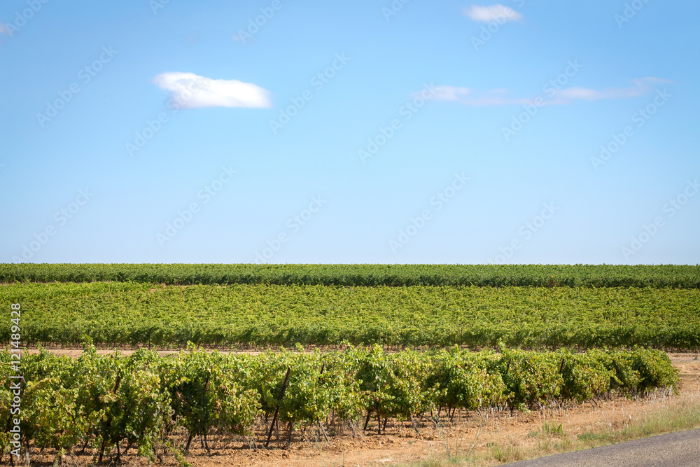 des vignes du Languedoc avec un nuage dans un ciel bleu