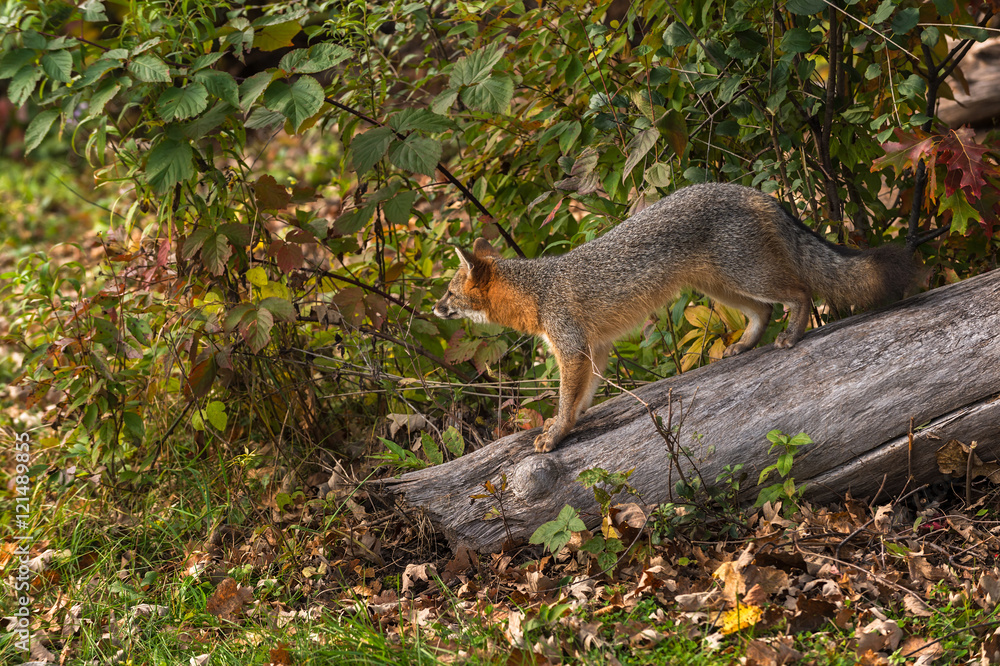 Grey Fox (Urocyon cinereoargenteus) Looks Out from Log Grey Fox (Urocyon cinereoargenteus) Looks Out from Log