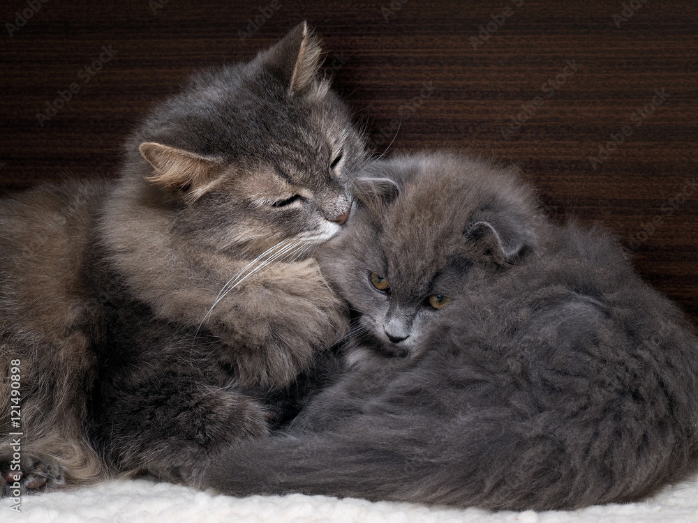 Big gray cat and the little kitten together