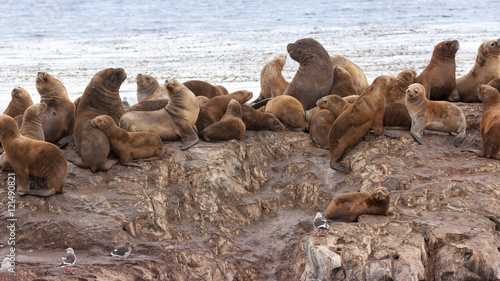 Seals on the stone island in the ocean. Near Ushuaia, Argentina