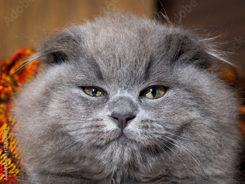 Portrait of arrogant, gray cat with a huge muzzle