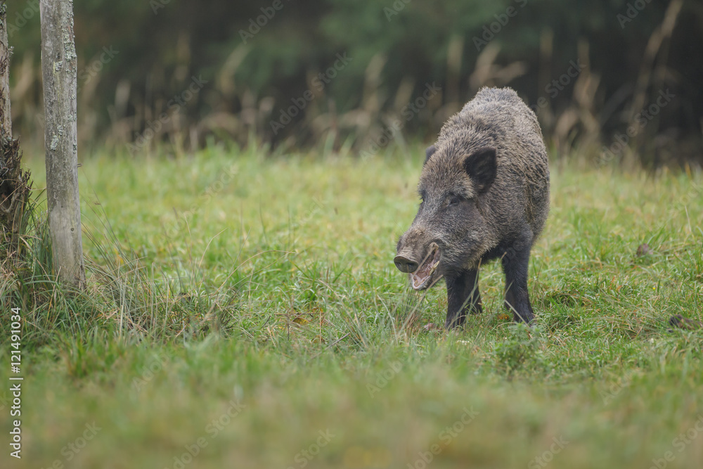 Wild boar under an apple tree eating Wild boar under an apple tree eating