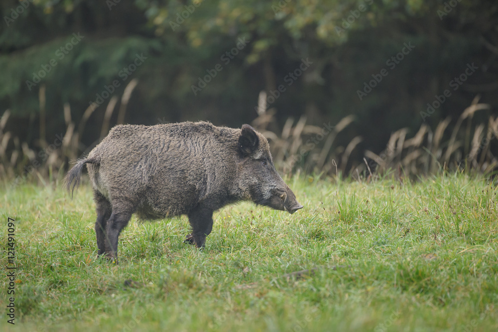 Wild boar in open meadow