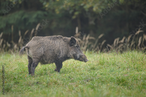 Wild boar in open meadow