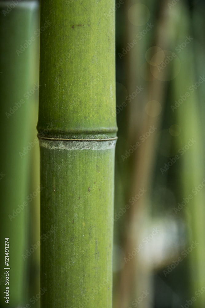 Obraz premium I bamboo