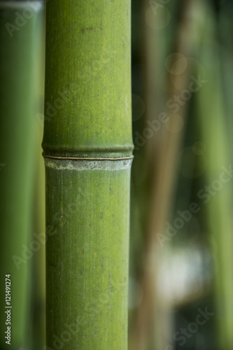 I bamboo