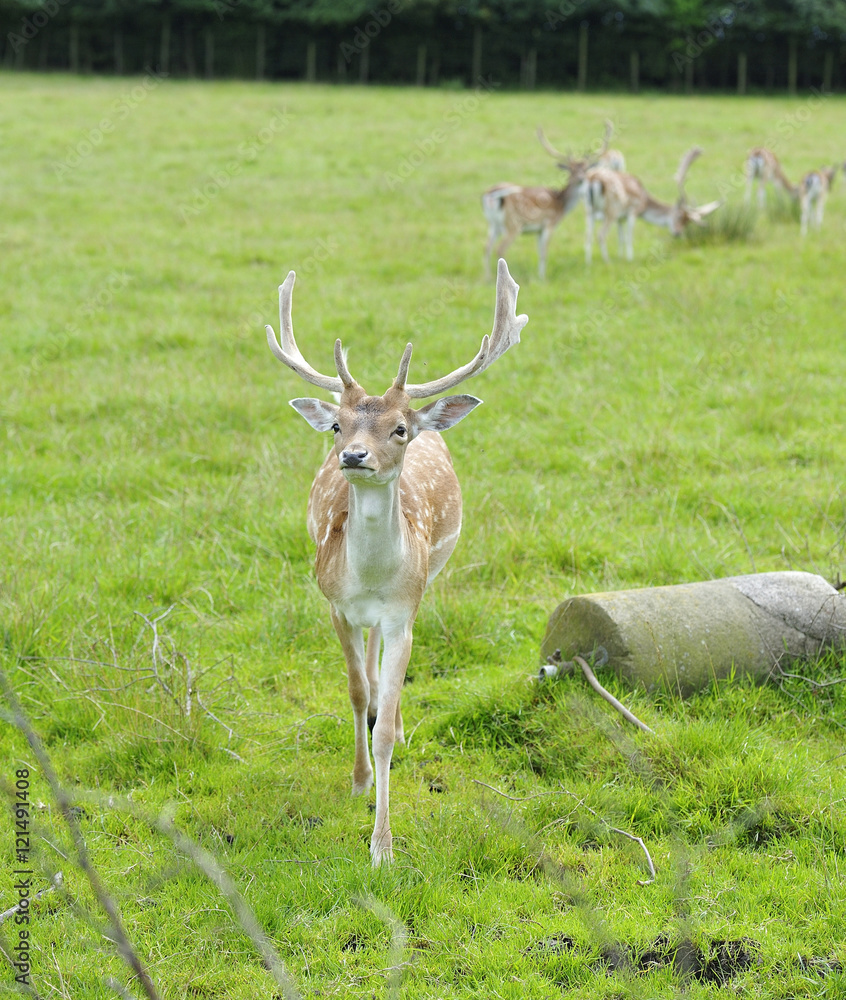 Buck Fallow Deer Buck Fallow Deer