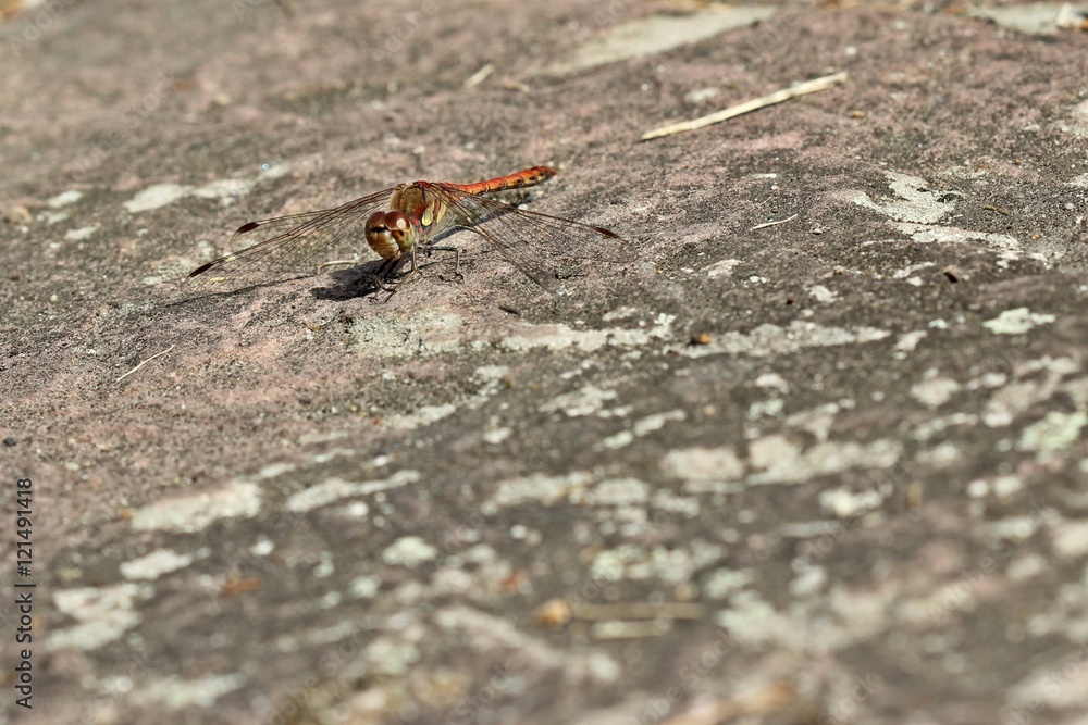 Große Heidelibelle (Sympetrum striolatum) Große Heidelibelle (Sympetrum striolatum)