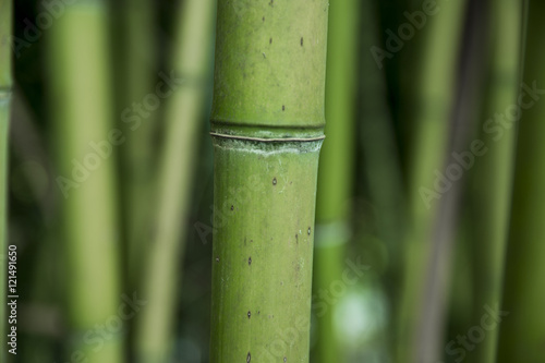 Giungla di bamboo