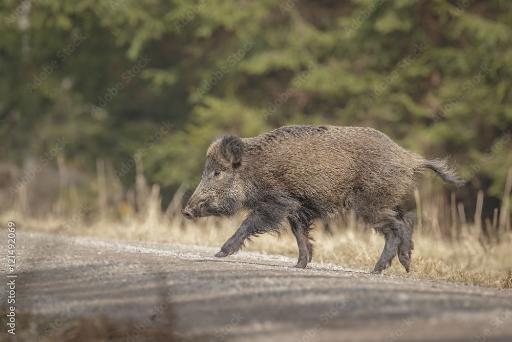 Wild boar crossing a forest road Wild boar crossing a forest road