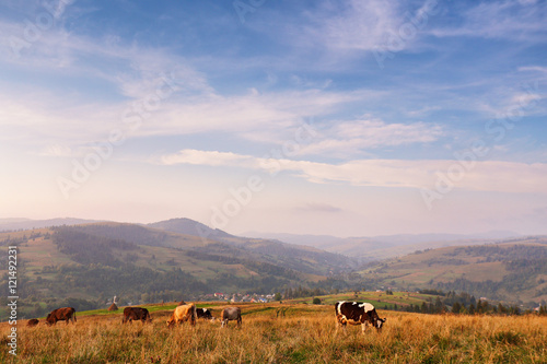 Cows on a mountain pasture. Autumn hills
