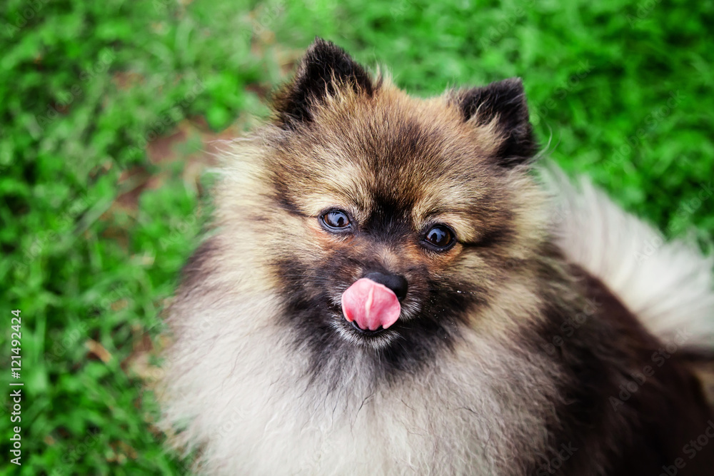 German Spitz dog on green grass German Spitz dog on green grass