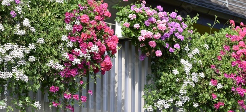 Fototapeta Naklejka Na Ścianę i Meble -  géranims