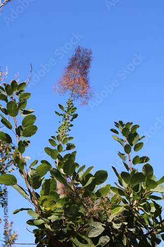 Cotinus coggygria (Cotinus coggygria)  photo