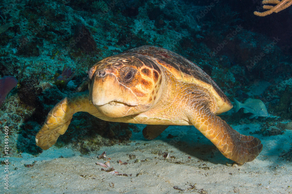 Obraz premium Giant Logger Turtle