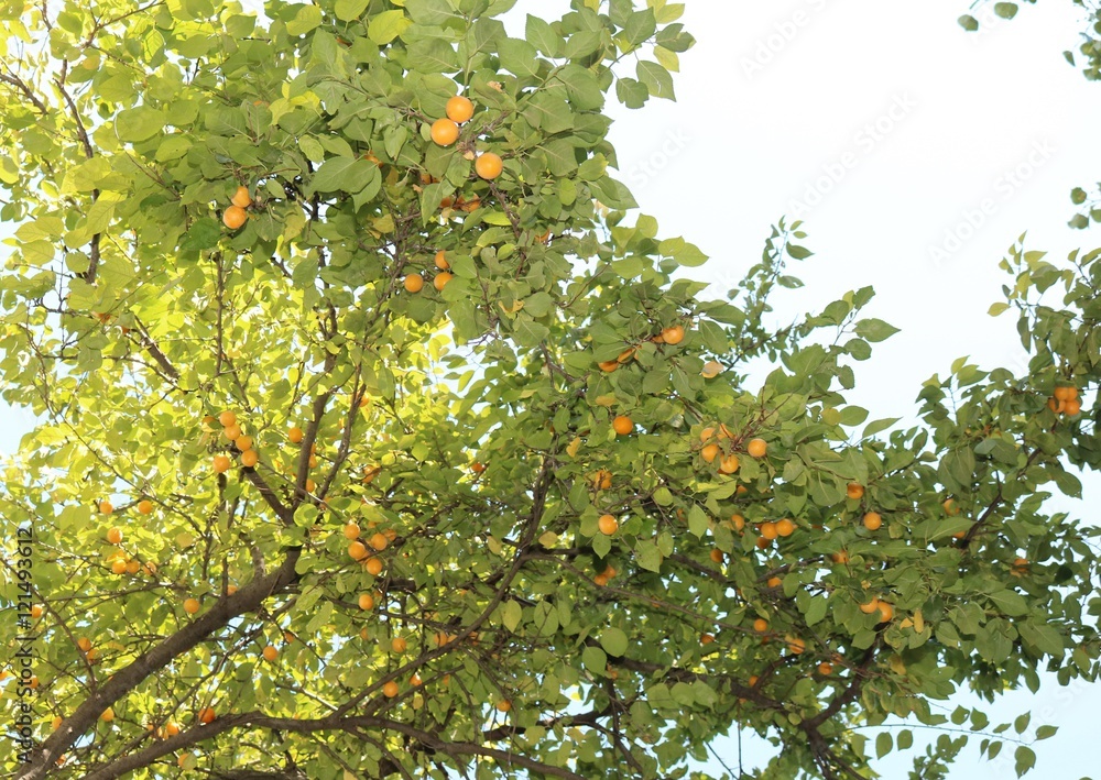 Yellow plum (Prunus) - a fruit tree Yellow plum (Prunus) - a fruit tree